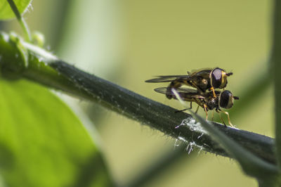 Close-up of insect on leaf