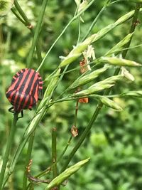 Close-up of butterfly on plant