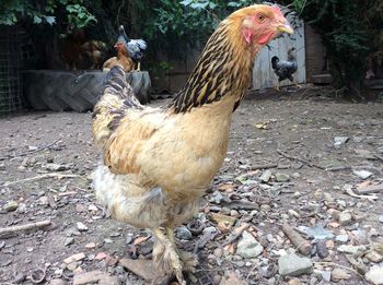 Close-up of rooster on field