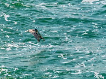 Bird flying over sea