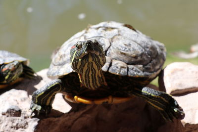 Close-up of turtle on rock