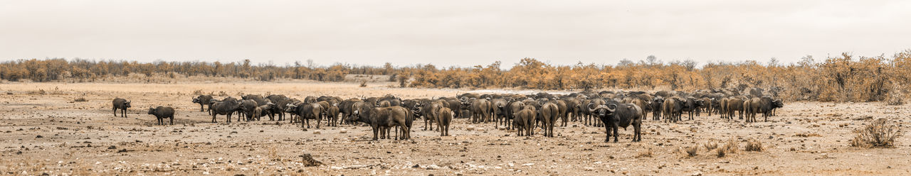 Panoramic view of animals on field against sky