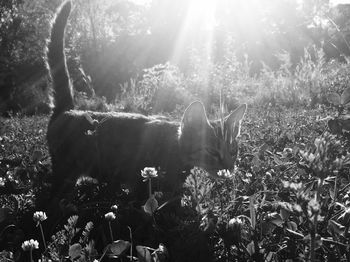 Cat walking on field during sunny day