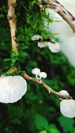 Close-up of white flowering plant