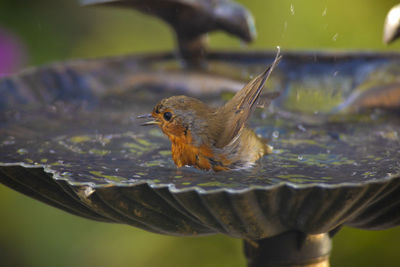 Close-up of bird flying over water