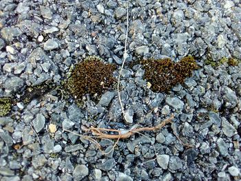 High angle view of insect on rock