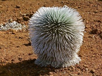 High angle view of cactus on rock