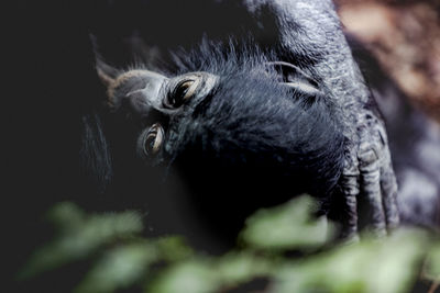 High angle view of gorilla