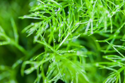 Close-up of raindrops on leaves