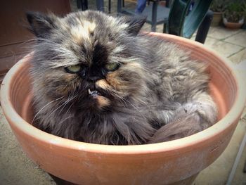 Close-up of cat in a plant pot