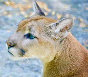 Close-up of a cat looking away