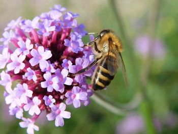 Close-up of bee pollinating on purple flower