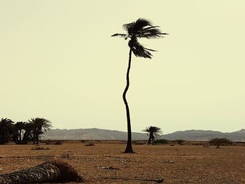 Palm tree in desert against clear sky