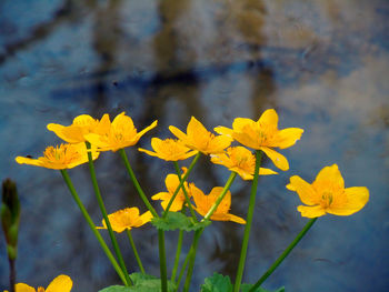 Close-up of yellow flowering plant