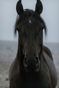 Close-up view of horse horse pony eyes snout in haze fog foggyhorse standing against sky