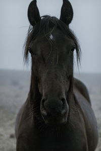 Close-up view of horse horse pony eyes snout in haze fog foggyhorse standing against sky