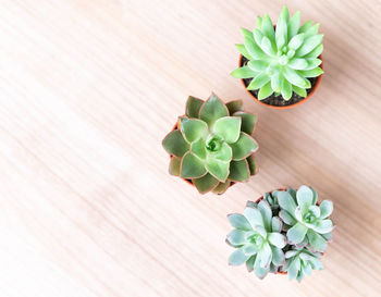 High angle view of succulent plant on table