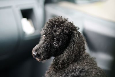 Close-up of a dog looking away