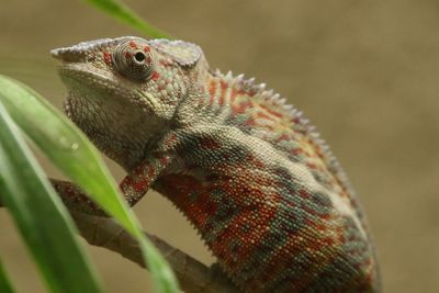 Close-up of chameleon