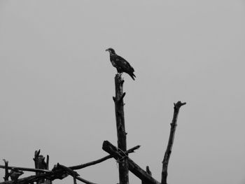 Low angle view of birds perching on wall