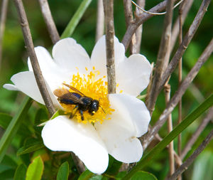 Close-up of insect pollinating on flower