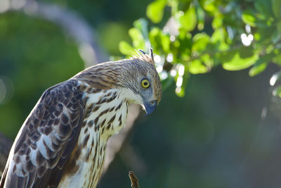 Close-up of a bird