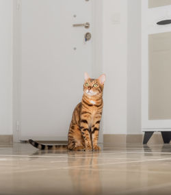 A cute bengal cat or kitten sits in a corridor with natural light.