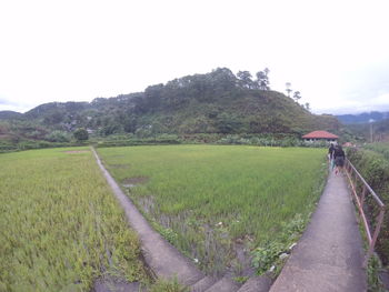 Scenic view of agricultural field against clear sky