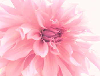 Close-up of pink dahlia