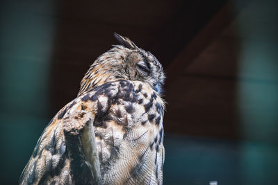 Close-up of owl