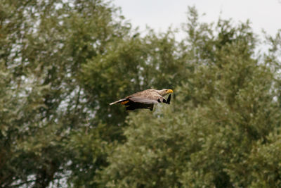 Low angle view of bird flying