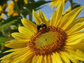 Close-up of bee pollinating on sunflower