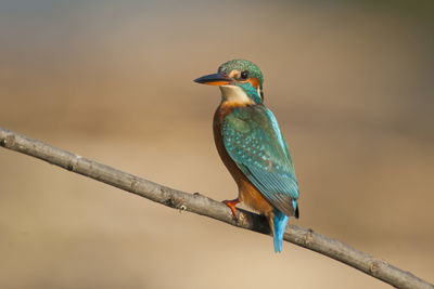 Close-up of bird perching on branch