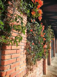 Potted plants against wall