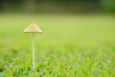 Close-up of mushroom growing on field