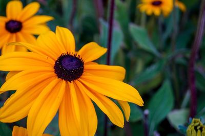 Close-up of daisy flowers