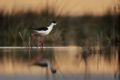 Bird flying over lake