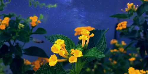 Close-up of yellow flowering plant