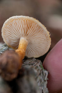 mushroom