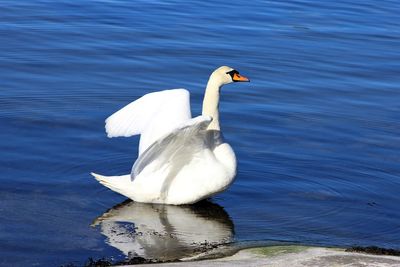 Swan swimming in lake