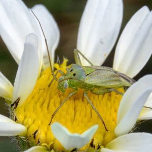 Close-up of yellow flower