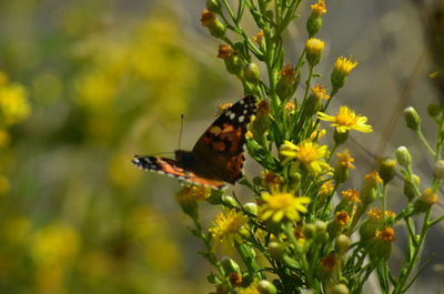 Close-up of butterfly on flower