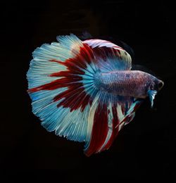 Close-up of fish in sea