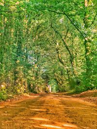 Road amidst trees in forest