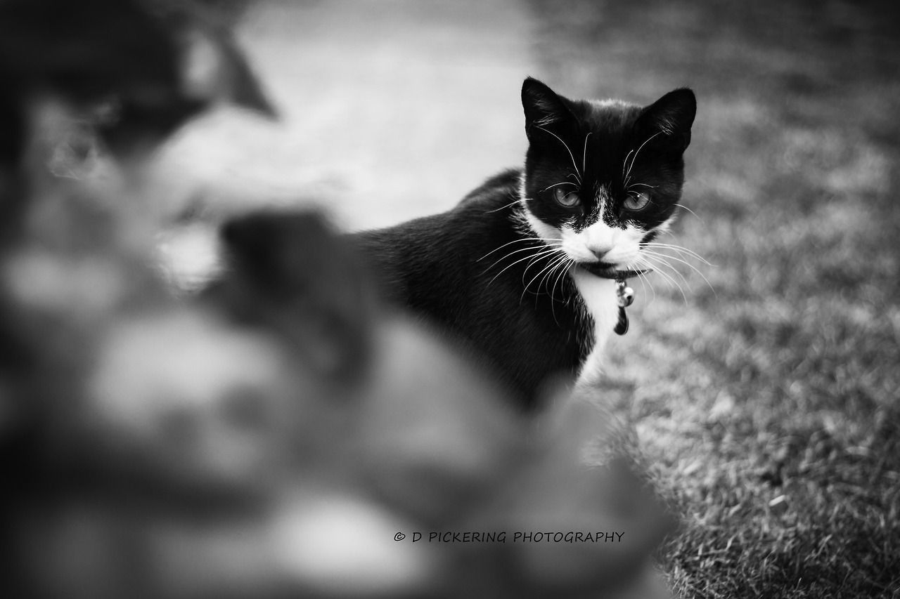 animal themes, one animal, domestic animals, pets, domestic cat, cat, mammal, feline, focus on foreground, portrait, whisker, looking at camera, alertness, full length, outdoors, close-up, nature, day, no people