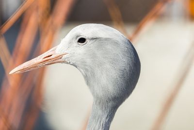 Close-up of a bird looking away