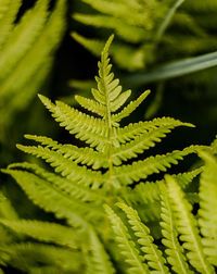 Close-up of fern leaves