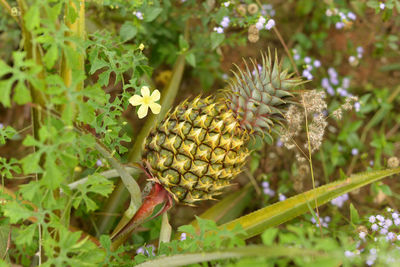 Close-up of flowering plant