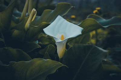 Close-up of white lotus