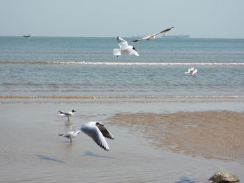 Seagulls flying over sea